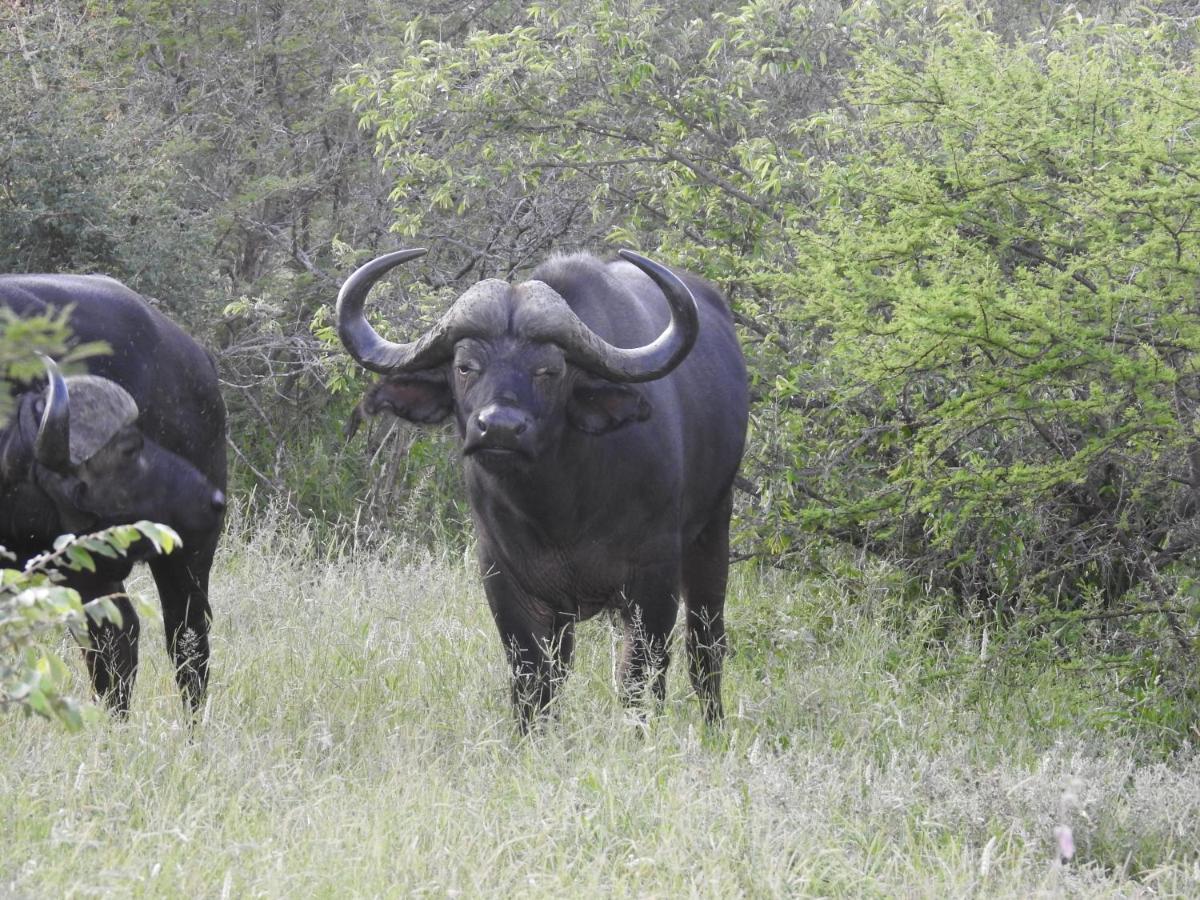 African Dream Tour Hoedspruit Luaran gambar