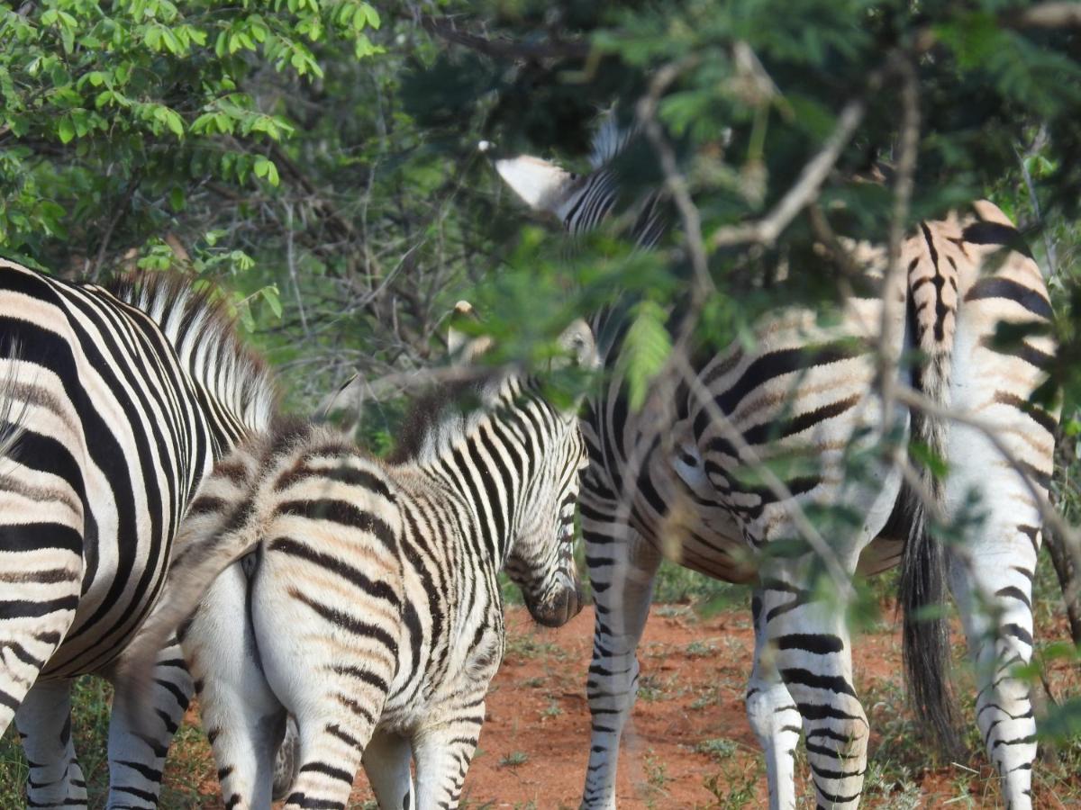 African Dream Tour Hoedspruit Luaran gambar