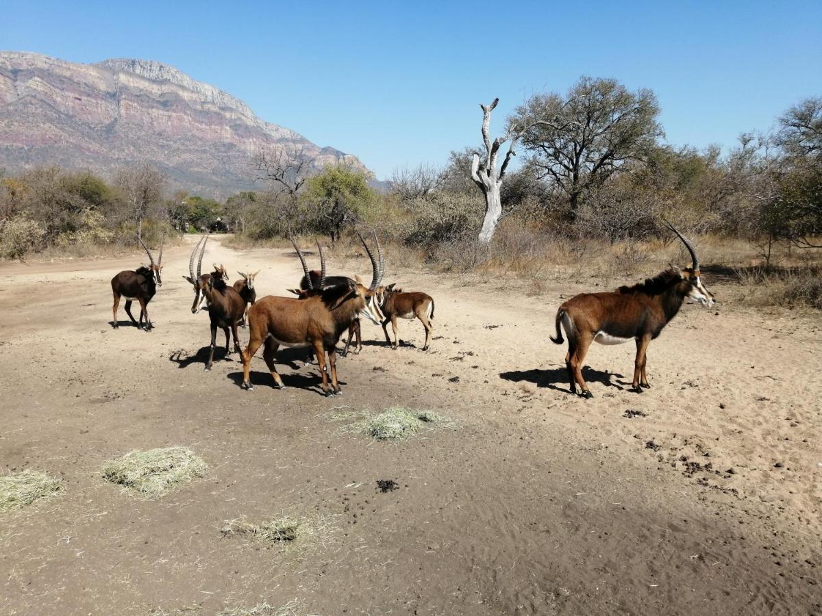 African Dream Tour Hoedspruit Luaran gambar