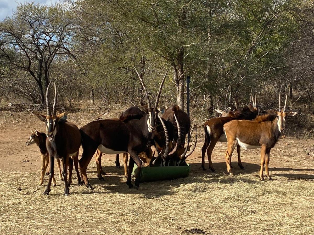 African Dream Tour Hoedspruit Luaran gambar