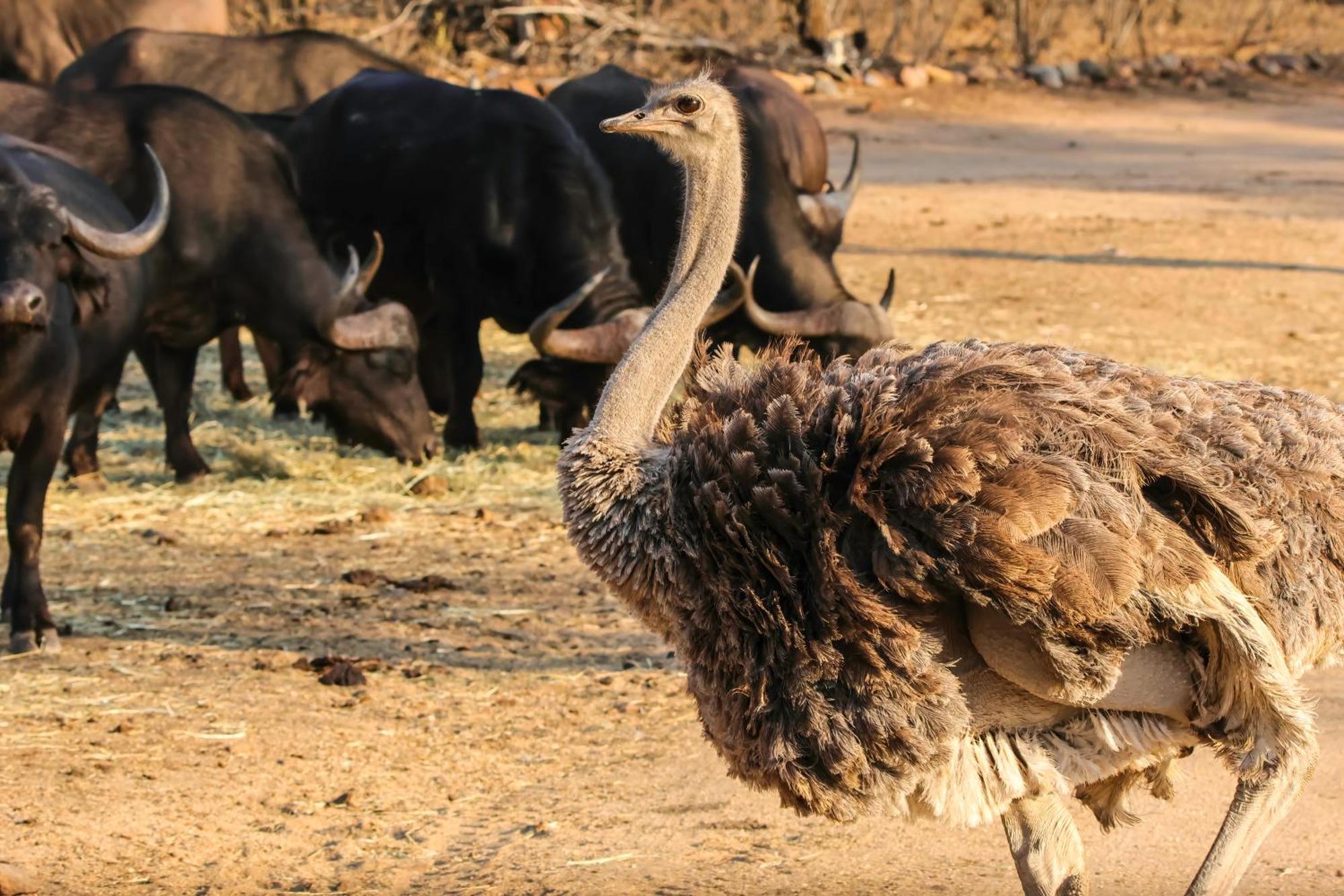 African Dream Tour Hoedspruit Luaran gambar