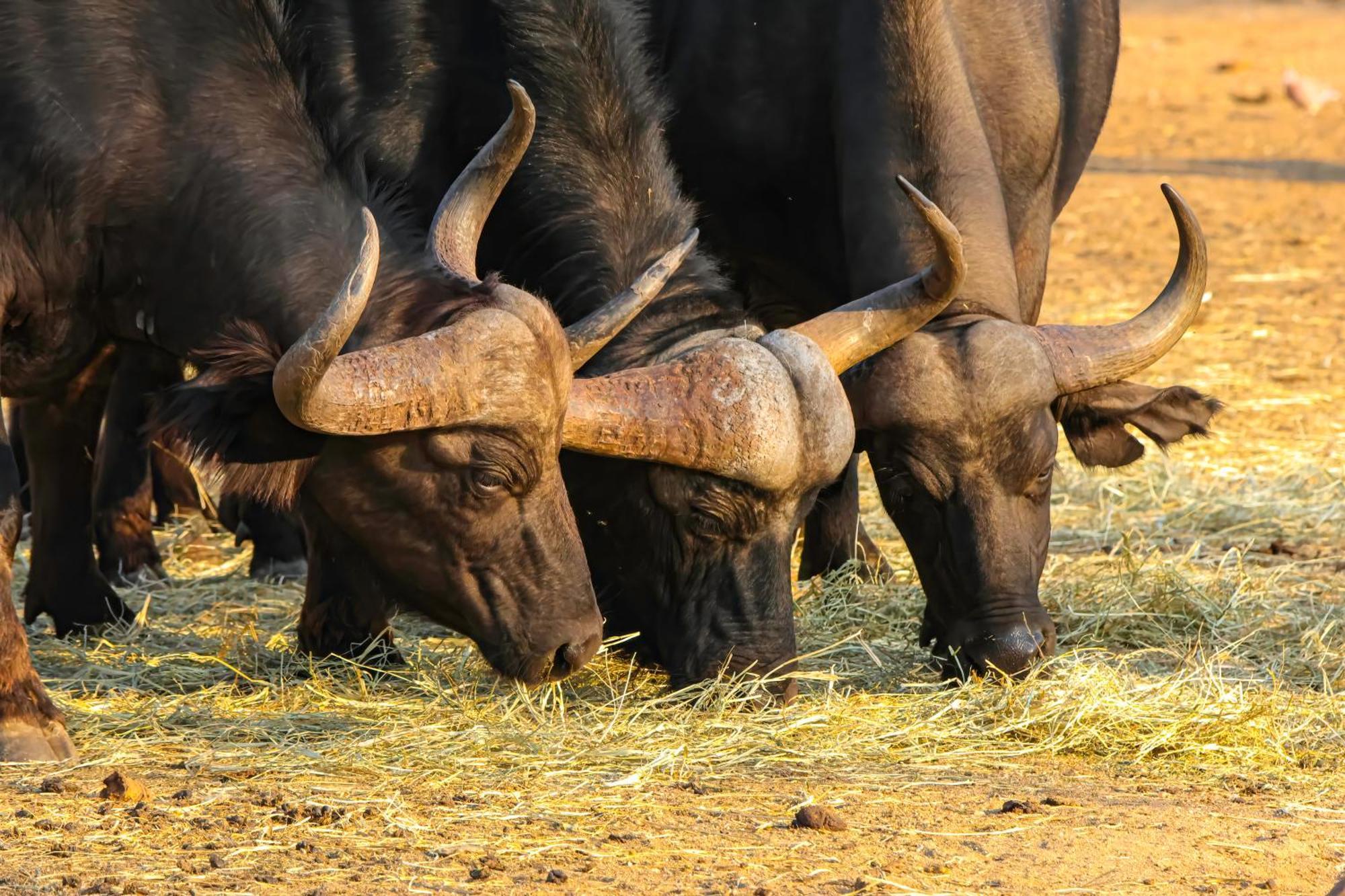 African Dream Tour Hoedspruit Luaran gambar