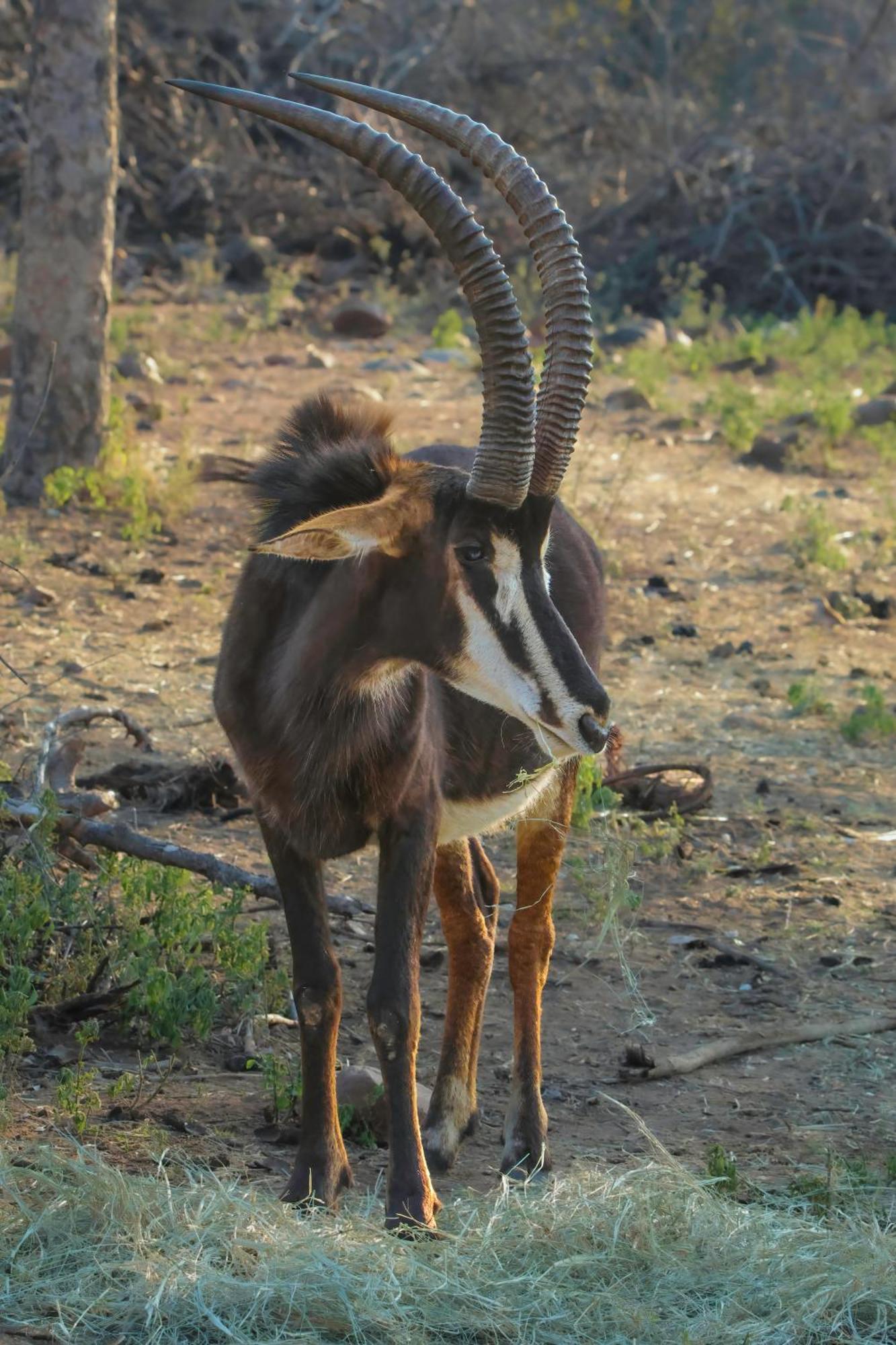 African Dream Tour Hoedspruit Luaran gambar