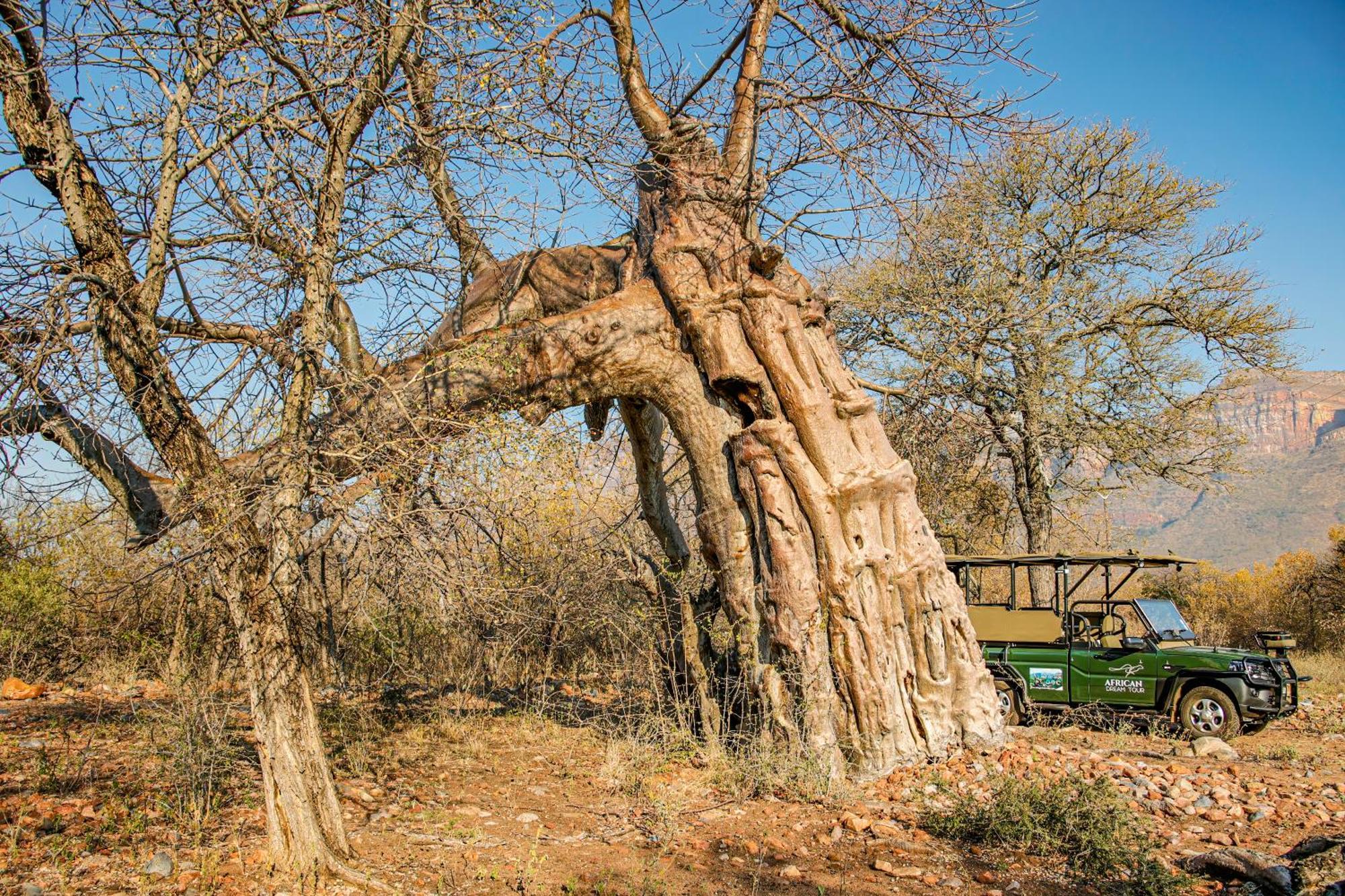 African Dream Tour Hoedspruit Luaran gambar